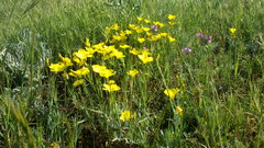 Linum pallasianum