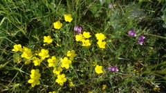 Linum pallasianum