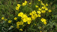 Linum pallasianum