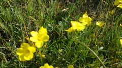 Linum pallasianum
