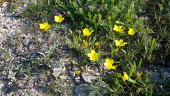Linum pallasianum