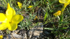 Linum pallasianum