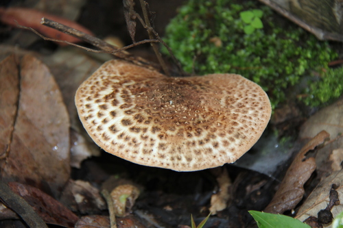 Freckled Dapperling
