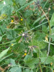 Bidens pilosa pilosa