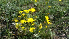 Linum pallasianum