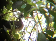 Eurypyga helias major