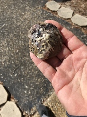 Cyclonaias tuberculata