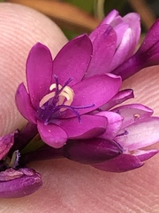 Thereianthus minutus