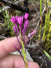 Thereianthus minutus