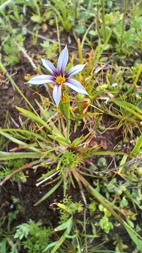 Blue Pigroot