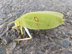 Zabalius ophthalmicus