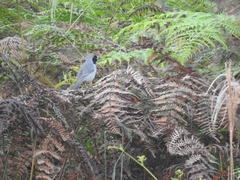 Schistochlamys melanopis