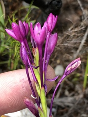 Thereianthus minutus