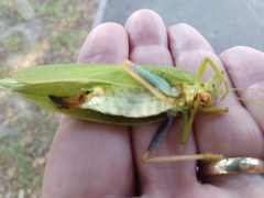 Zabalius ophthalmicus