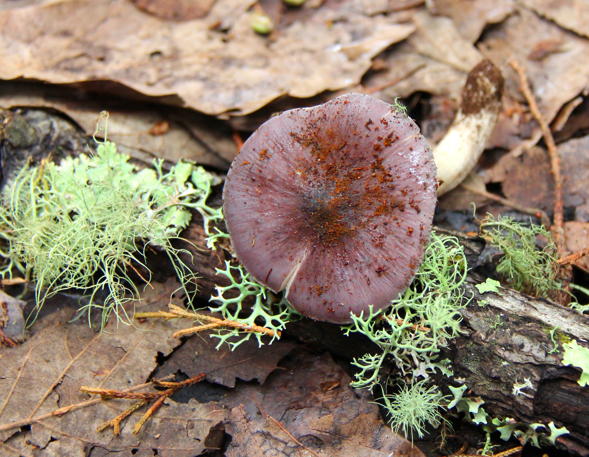 Entoloma bloxamii image