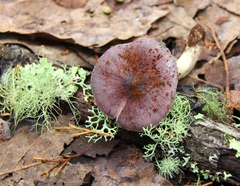 Entoloma bloxamii