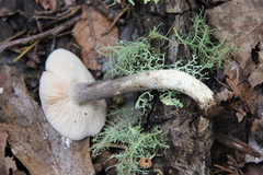Entoloma bloxamii
