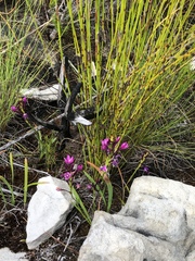 Thereianthus minutus