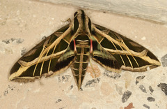 Eumorpha vitis vitis