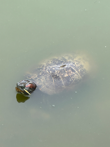 Trachemys scripta