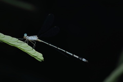 Lestes elatus