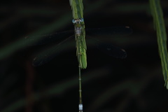 Lestes elatus