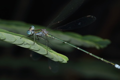 Lestes elatus