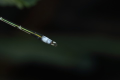 Lestes elatus