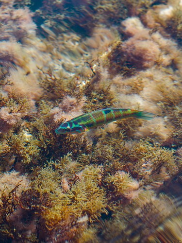 Thalassoma pavo