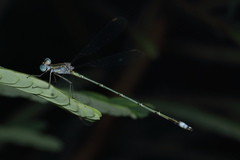Lestes elatus
