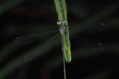 Lestes elatus