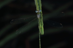 Lestes elatus