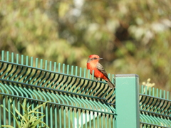 Pyrocephalus rubinus