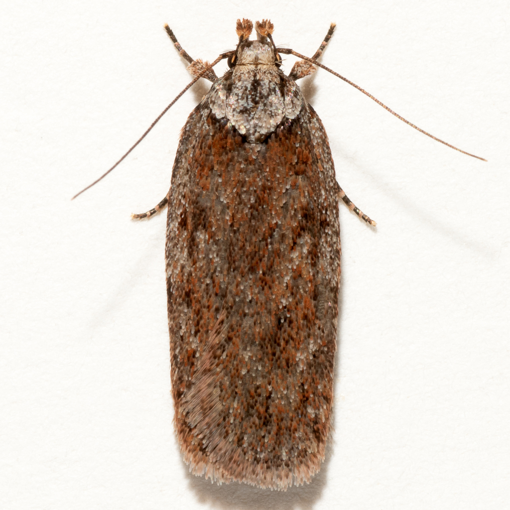 Depressaria betina