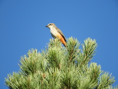 Pyrocephalus rubinus