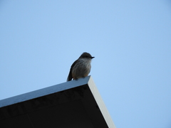 Pyrocephalus rubinus