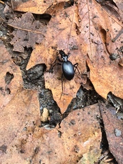 Scaphinotus angulatus