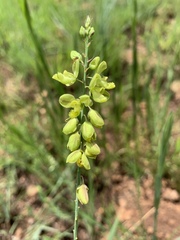 Polygala leendertziae