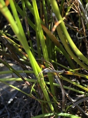 Thereianthus ixioides