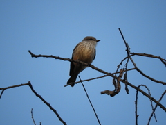 Pyrocephalus rubinus