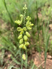 Polygala leendertziae