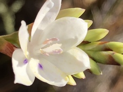 Thereianthus ixioides