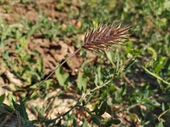 Eremopyrum orientale