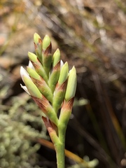 Thereianthus ixioides