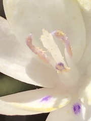 Thereianthus ixioides