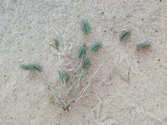 Eremopyrum orientale