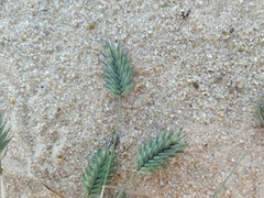 Eremopyrum orientale