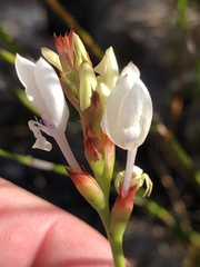 Thereianthus ixioides