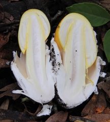 Amanita basii