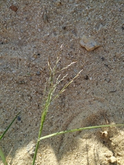 Eragrostis amurensis